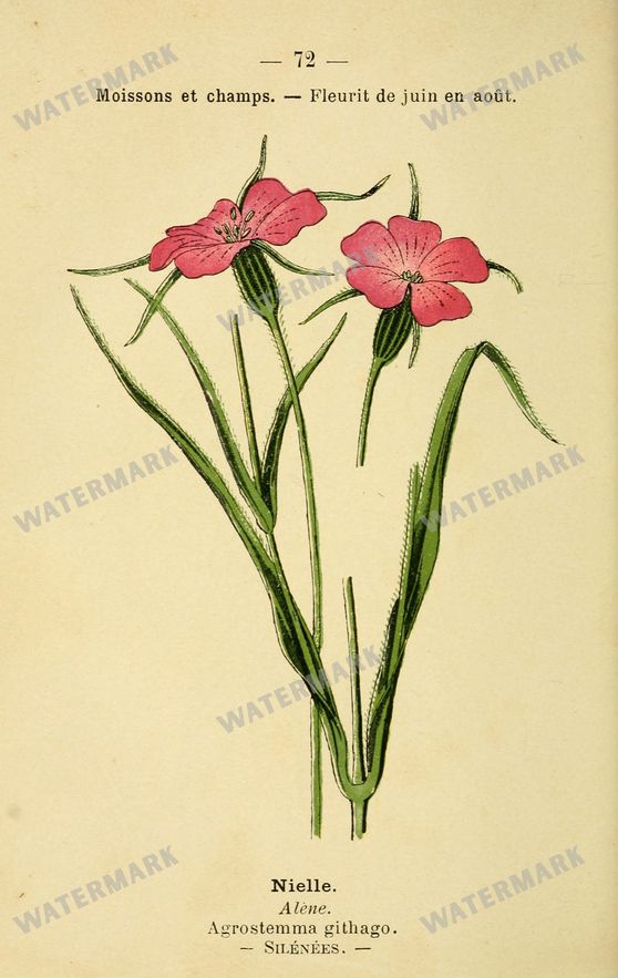 Botanical Vintage Prints