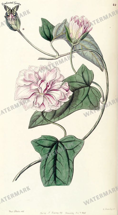 Botanical Vintage Prints