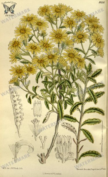 Botanical Vintage Prints