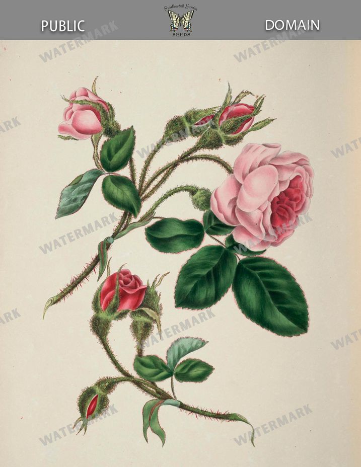 Botanical Vintage Prints
