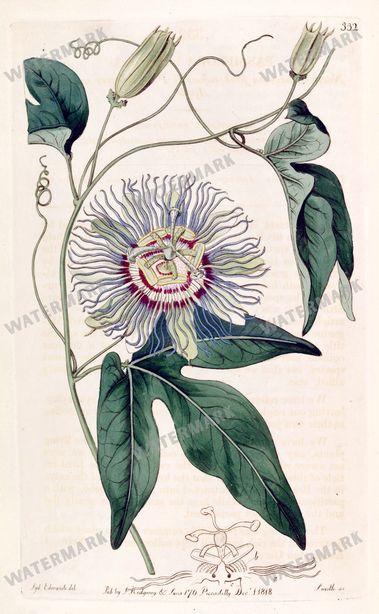 Botanical Vintage Prints