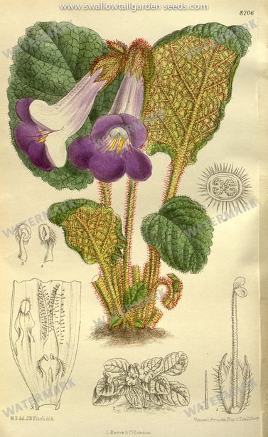 Botanical Vintage Prints
