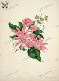 Botanical Vintage Prints