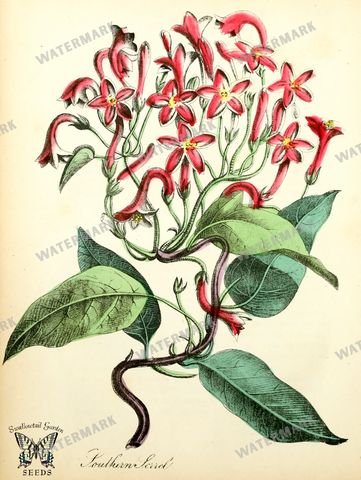 Botanical Vintage Prints