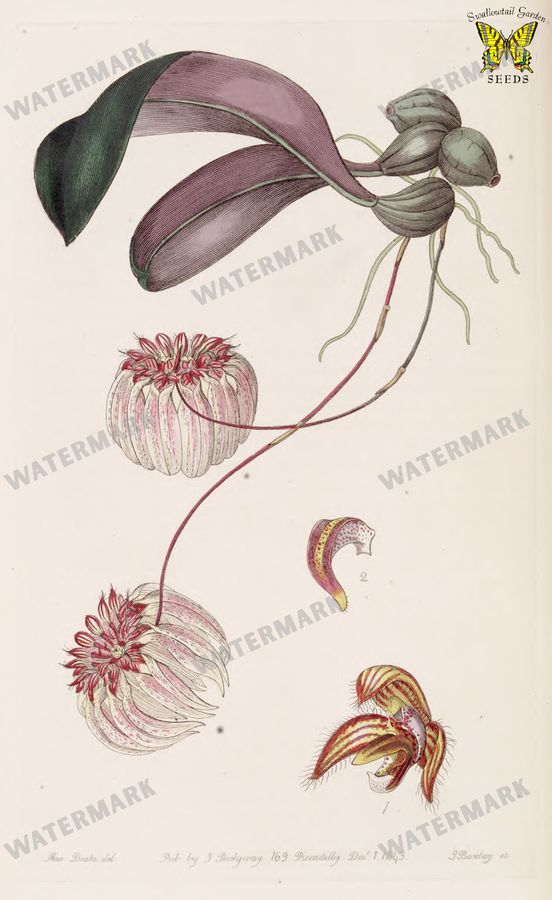 Botanical Vintage Prints