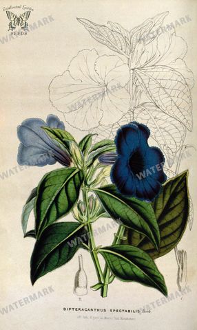 Botanical Vintage Prints