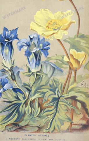 Botanical Vintage Prints