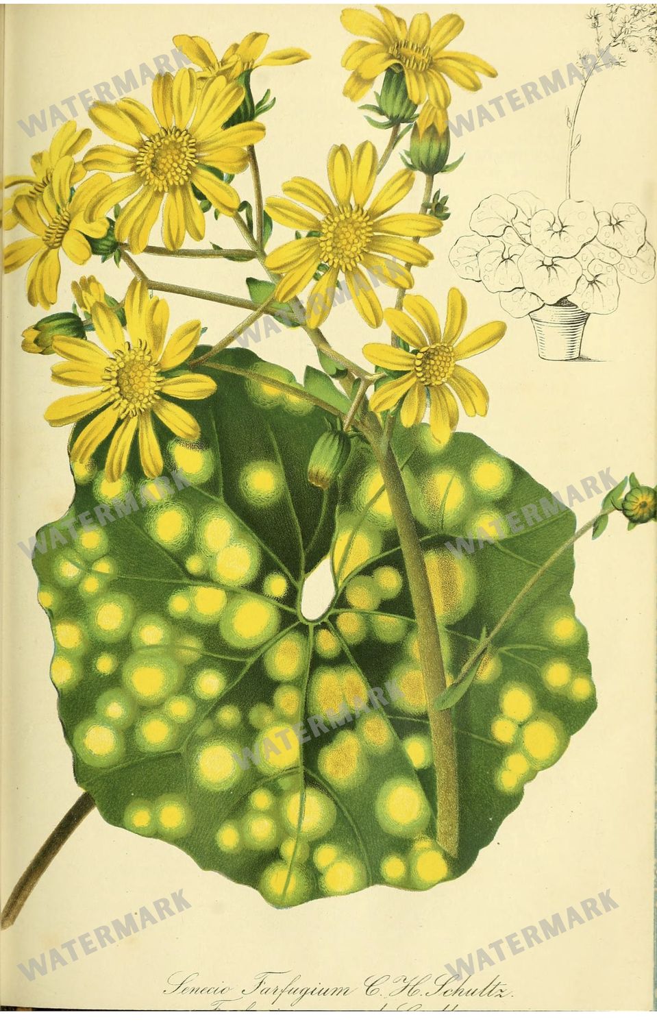 Botanical Vintage Prints