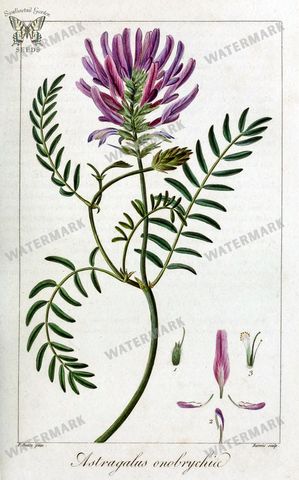 Botanical Vintage Prints