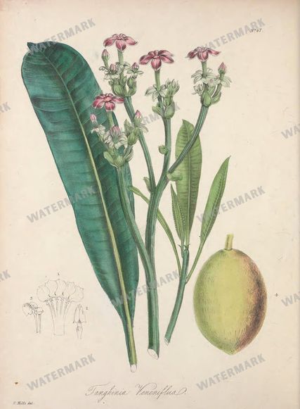 Botanical Vintage Prints