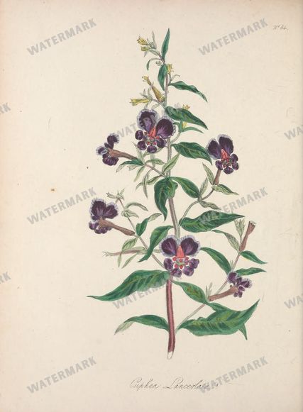 Botanical Vintage Prints