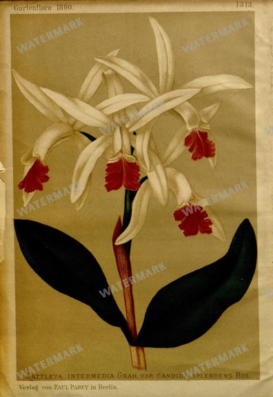 Botanical Vintage Prints