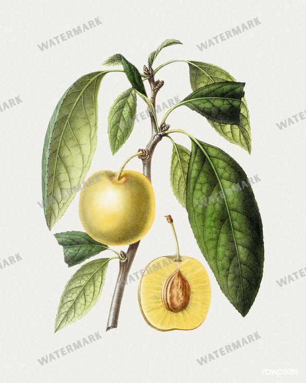 Botanical Vintage Prints