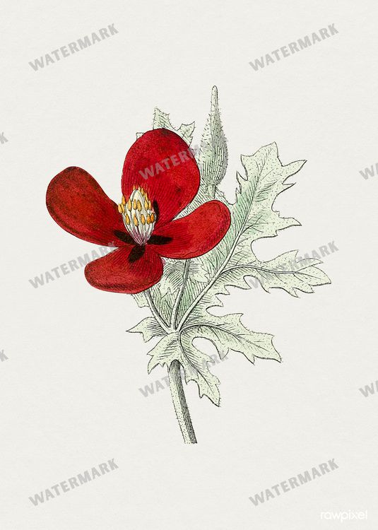 Botanical Vintage Prints