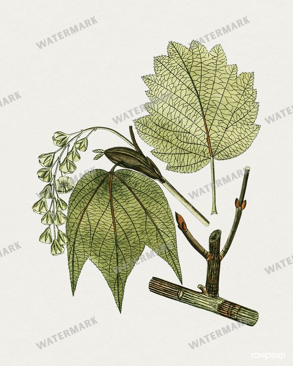 Botanical Vintage Prints