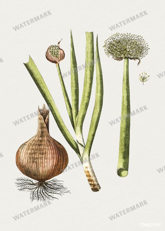 Botanical Vintage Prints