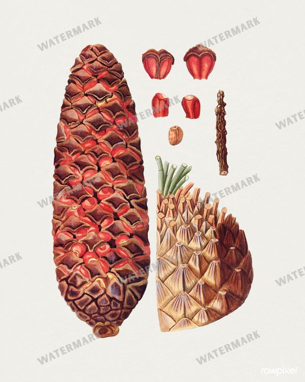 Botanical Vintage Prints