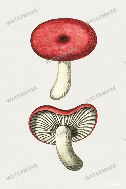 Botanical Vintage Prints