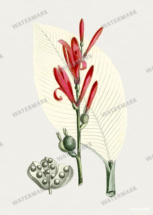 Botanical Vintage Prints