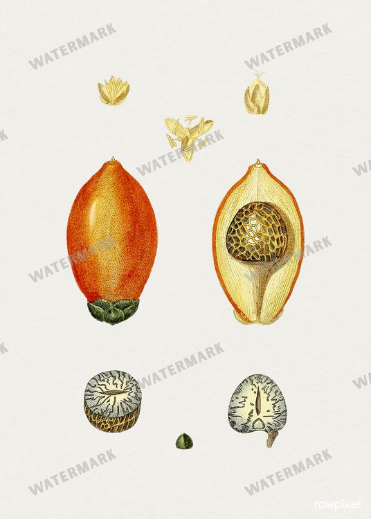 Botanical Vintage Prints