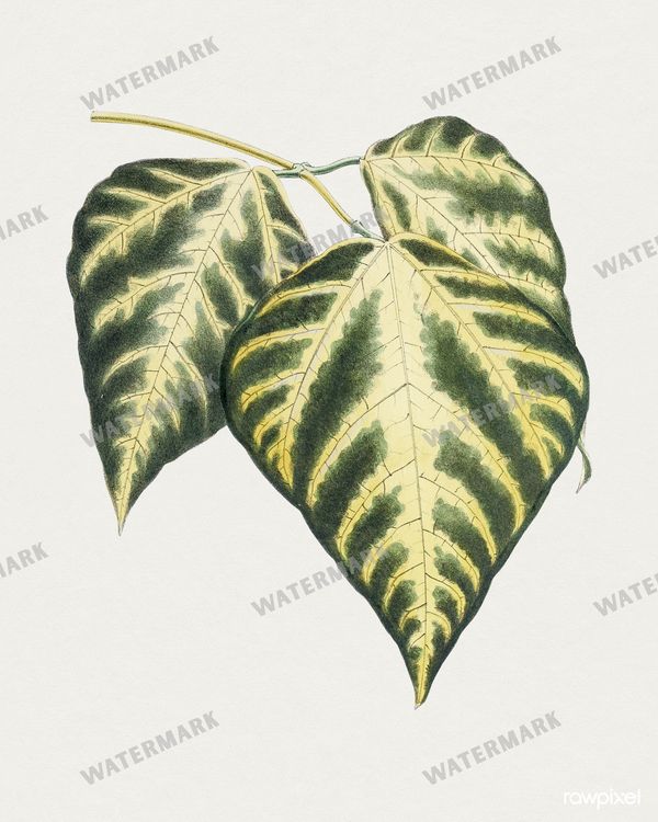 Botanical Vintage Prints