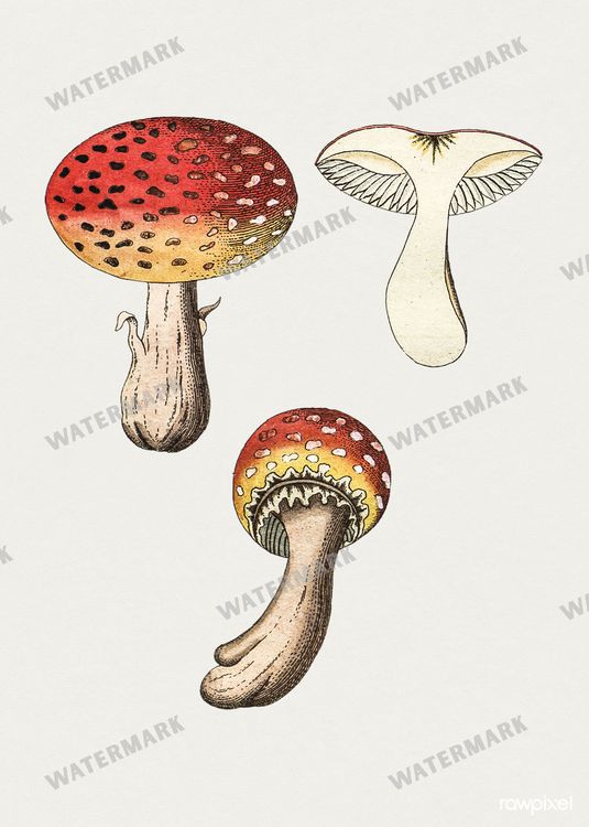 Botanical Vintage Prints
