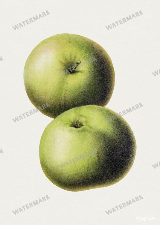 Botanical Vintage Prints