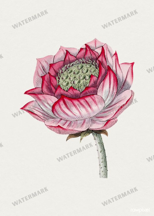 Botanical Vintage Prints