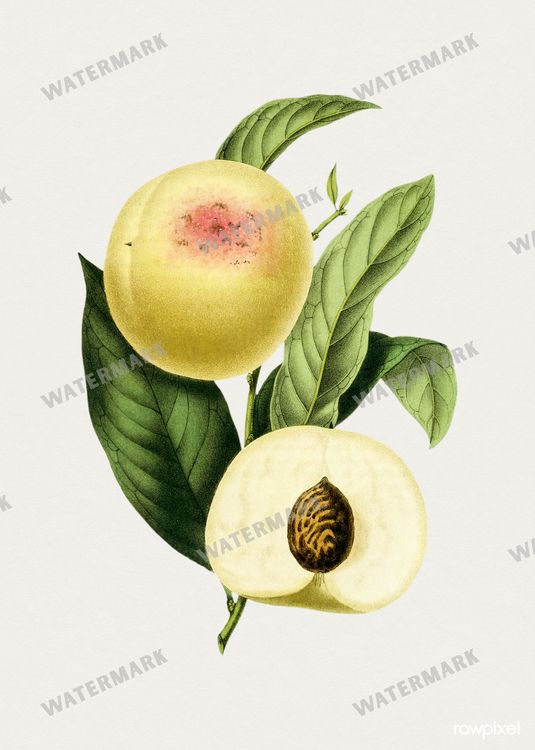 Botanical Vintage Prints