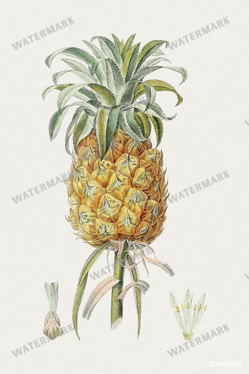 Botanical Vintage Prints