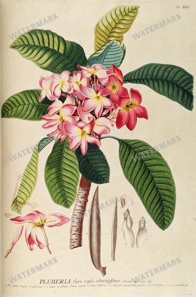 Botanical Vintage Prints