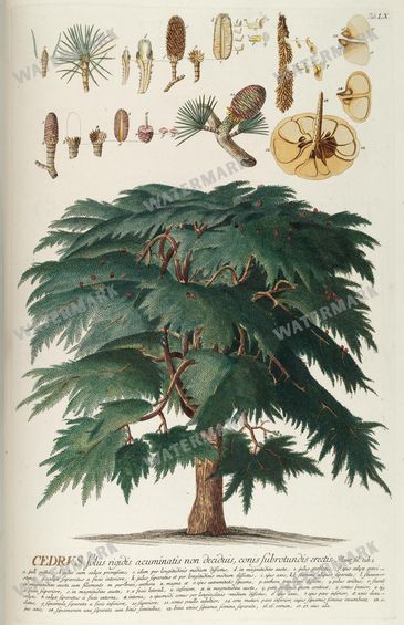 Botanical Vintage Prints