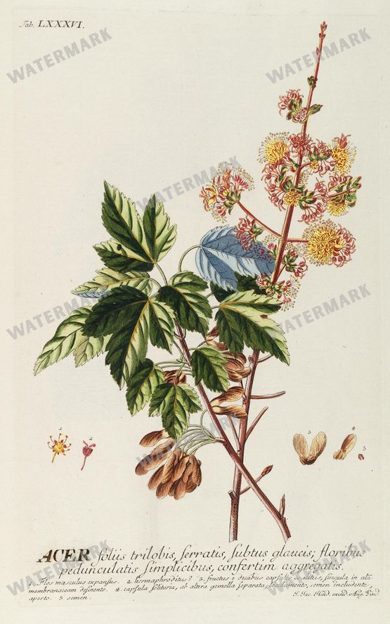 Botanical Vintage Prints