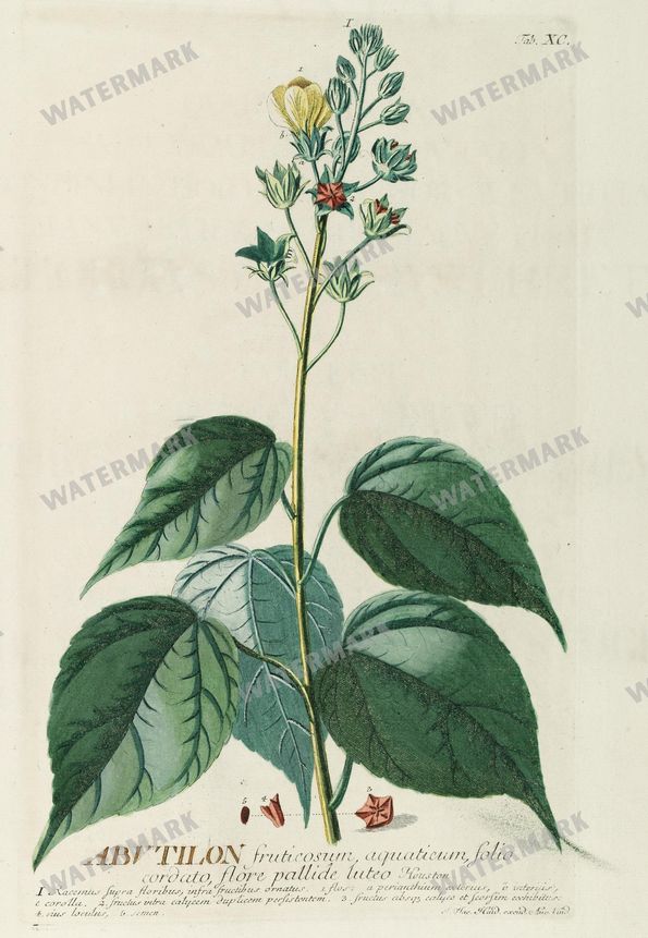 Botanical Vintage Prints