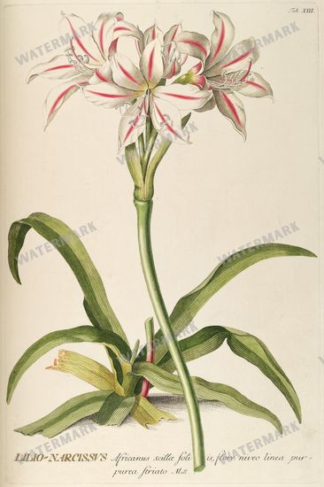 Botanical Vintage Prints