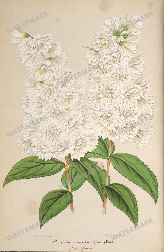 Botanical Vintage Prints