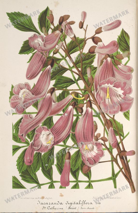 Botanical Vintage Prints