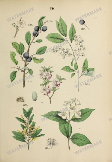 Botanical Vintage Prints