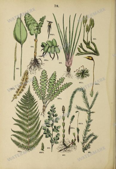 Botanical Vintage Prints