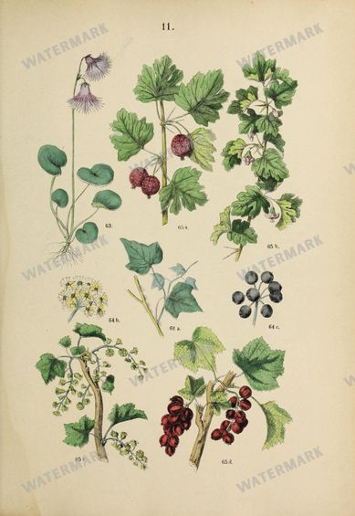 Botanical Vintage Prints