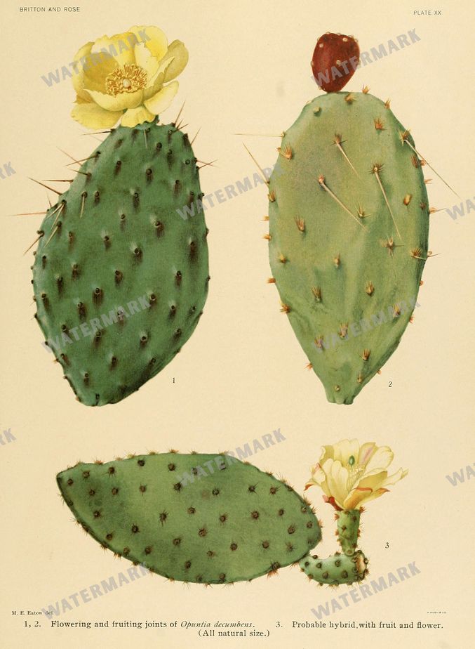 Cactus Vintage Prints
