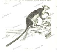 Fauna Vintage Prints