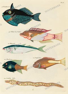 Fish Vintage Prints