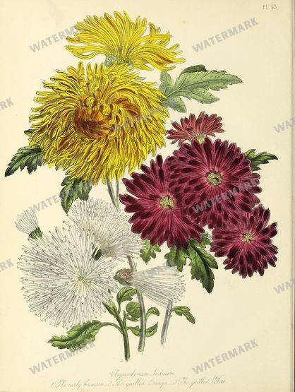 Floral Vintage Prints