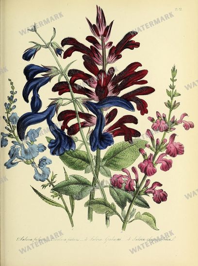 Floral Vintage Prints