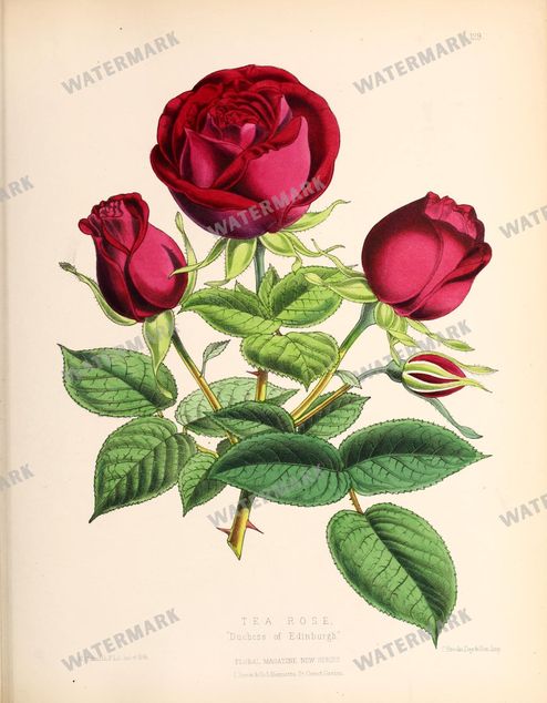 Floral Vintage Prints