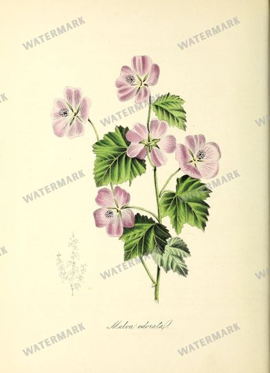 Floral vintage illustration, printable digital download, image 19