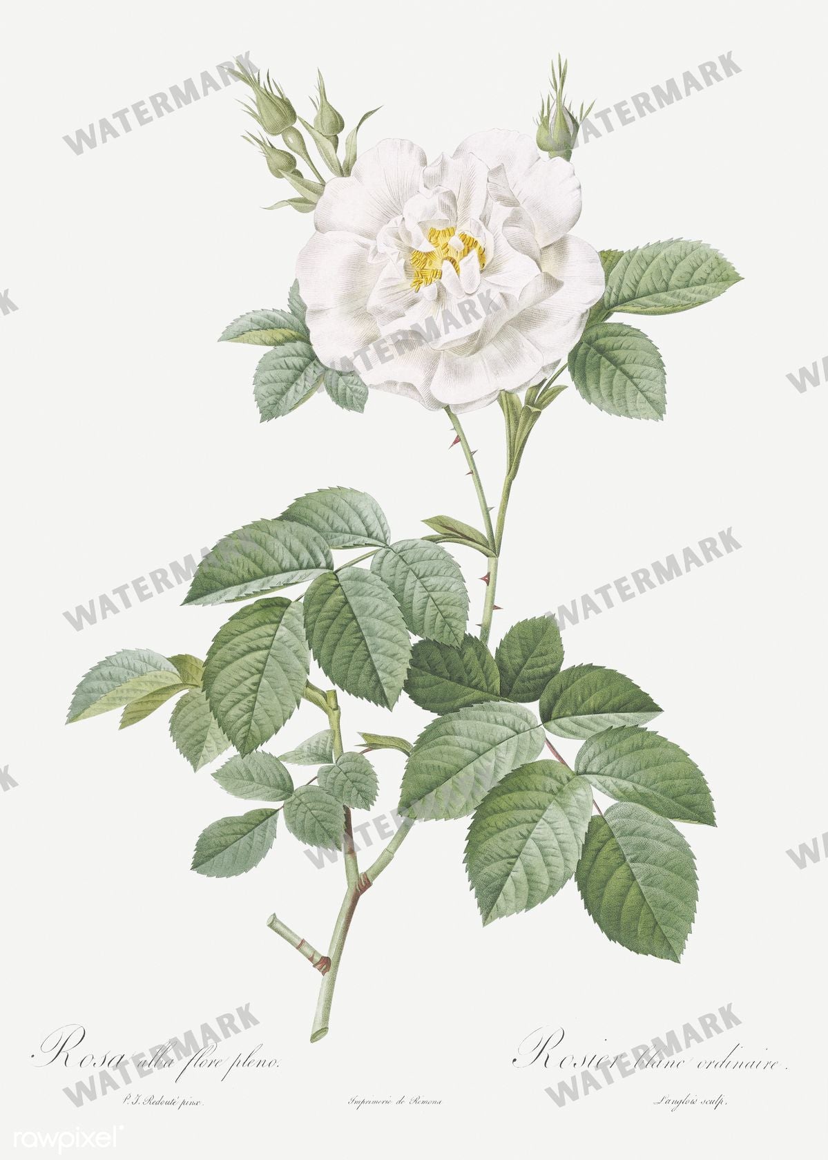 Floral Vintage Prints