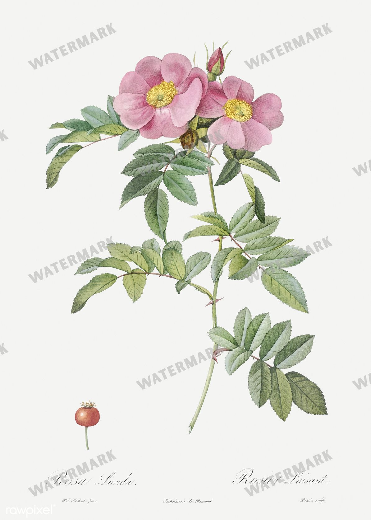 Floral Vintage Prints