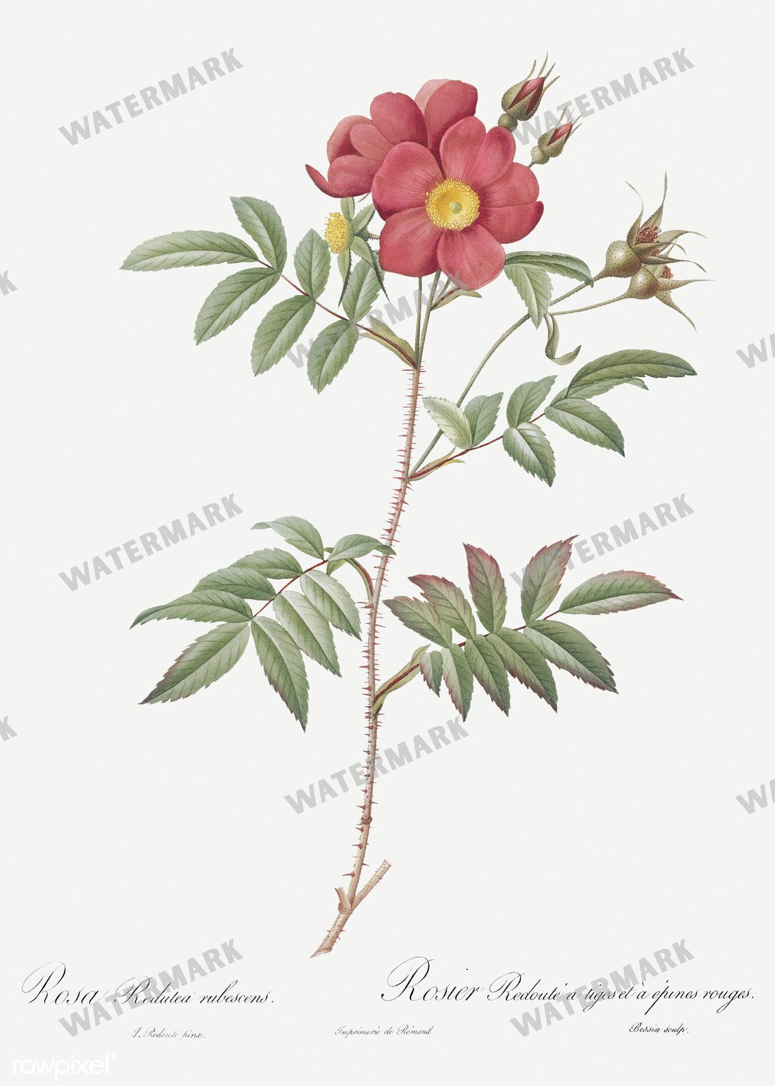 Floral vintage illustration, printable digital download, image 19